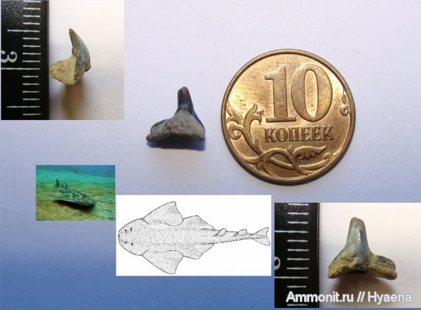 Эоцен Зауралья