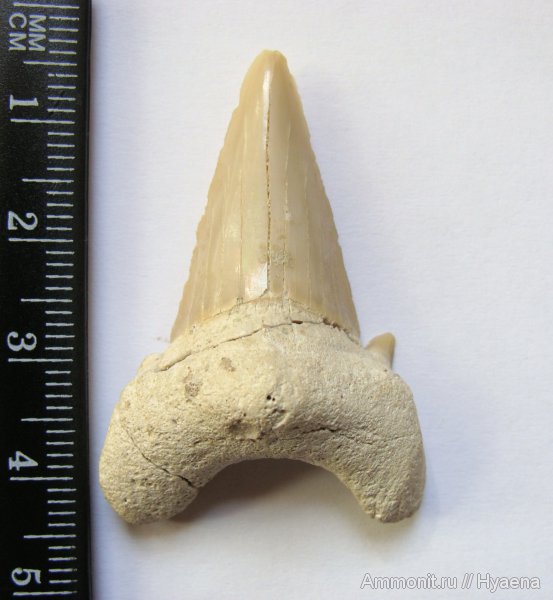 кайнозой, зубы акул, Otodus, shark teeth