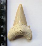 Зуб Otodus obliquus