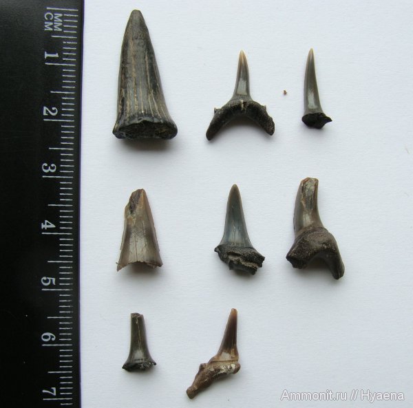 миоцен, олигоцен, зубы акул, shark teeth