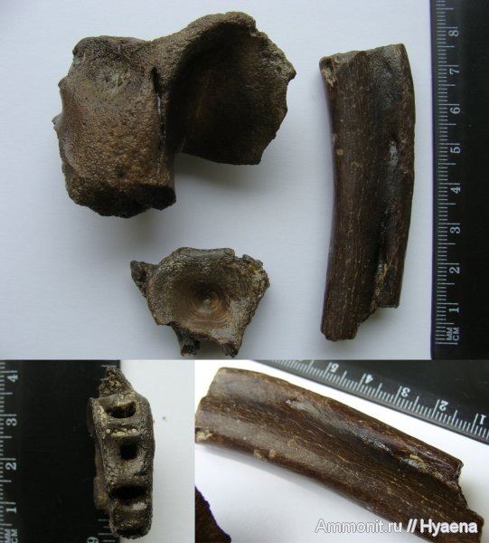 миоцен, олигоцен