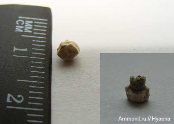 зубы, эоцен, скаты, Зауралье, teeth