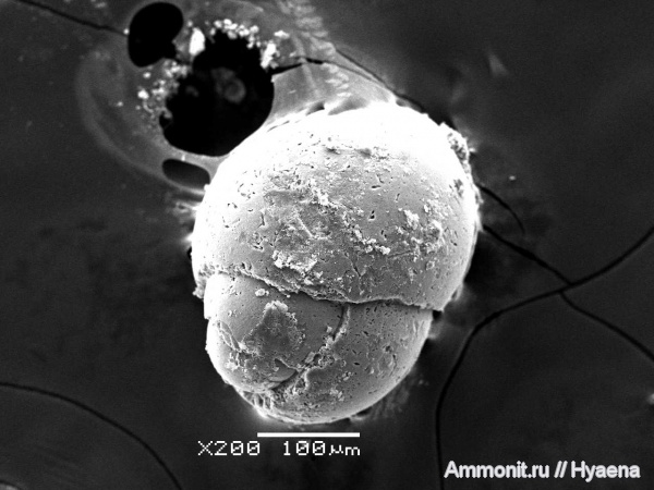 Отобрано у Земли