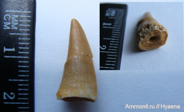 мел, зубы, мозазавры, Марокко, морские рептилии, Cretaceous, teeth