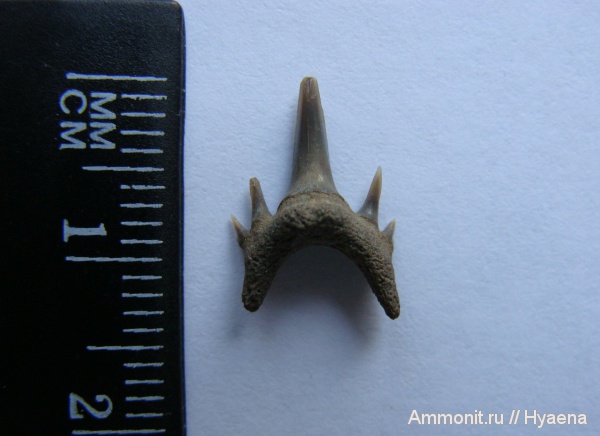 эоцен, Урал, зубы акул, Odontaspis, Odontaspis winkleri, shark teeth