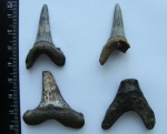 Зубы крупных Jaekelotodus sp.