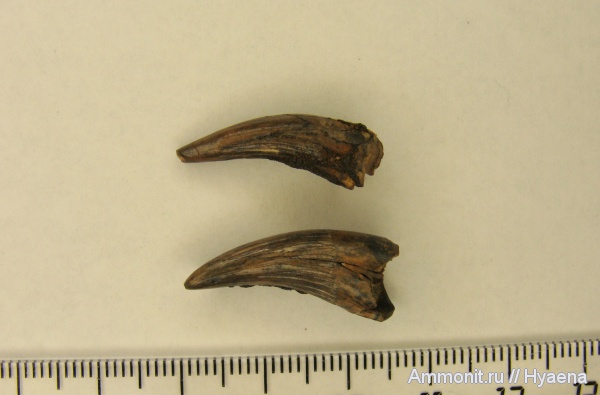 мел, зубы, плезиозавры, Казахстан, морские рептилии, сантон, Santonian, Cretaceous, teeth