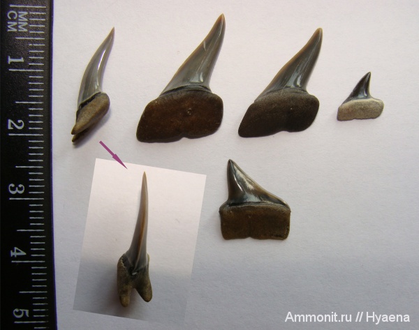 эоцен, Казахстан, зубы акул, Chondrichthyes, Elasmobranchii, Lamniformes, Xiphodolamia, ипр, Xiphodolamia ensis, Isuridae, shark teeth