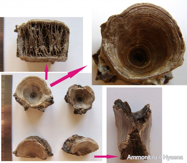 рыбы, прижизненные повреждения, ?, позвонки, Зауралье, fish