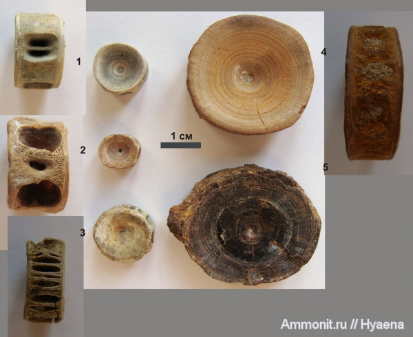 акулы, позвонки, Мангышлак, Зауралье, Lamniformes, Carcharhiniformes, sharks