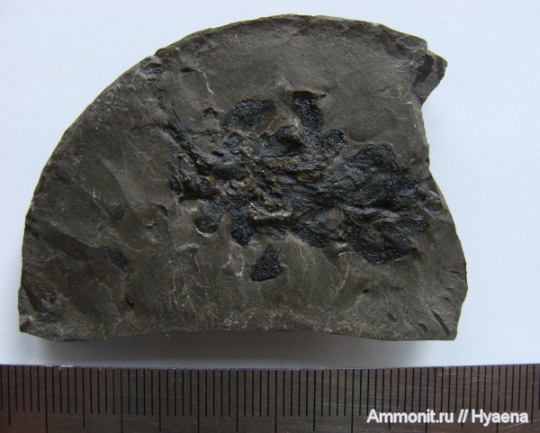 растения, шишки