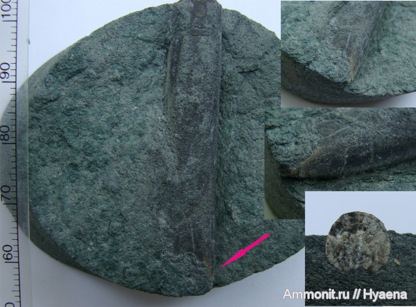 белемниты, Lagonibelus, belemnites