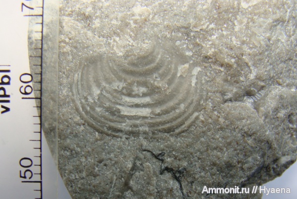 брахиоподы, пермь, Echinoconchus, Permian