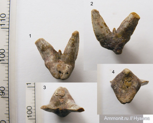 акулы, зубы акул, Orthacanthus, Xenacanthidae, Xenacanthiformes, shark teeth, sharks