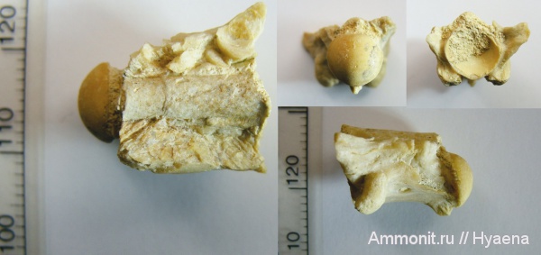 эоцен, змеи, позвонки, бартон, морские змеи