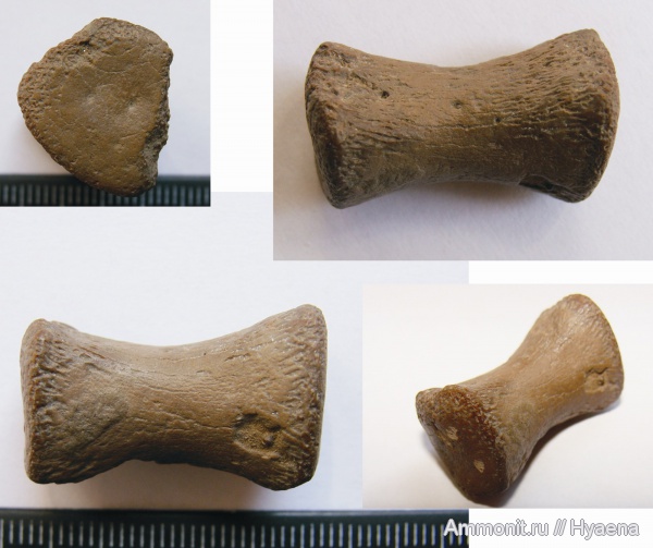сеноман, Cenomanian, элемент ласта морской рептилии