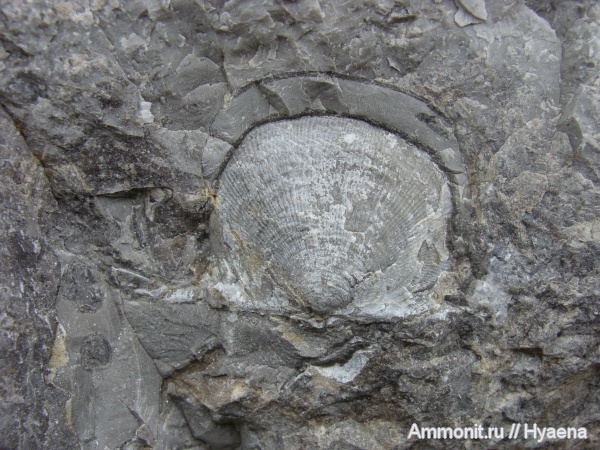 Урал, плеченогие, Productida, серпуховский ярус, башкирский ярус