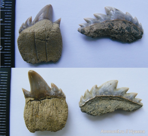зубы, зубы акул, Hexanchiformes, даний, Notidanodon brotzeni, teeth, shark teeth