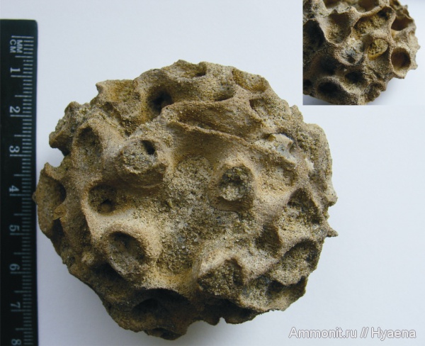 Plocoscyphia, сантон, Plocoscyphia ovale, Santonian