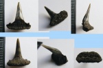 Воскресенский Sphenodus stschurowskii Воскресенский Sphenodus stschurowskii