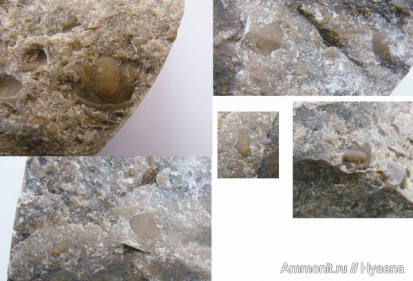 ?, Bergeroniellus, ботомский ярус, танатоценоз