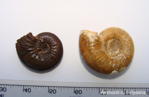 аммониты, ?, Ammonites