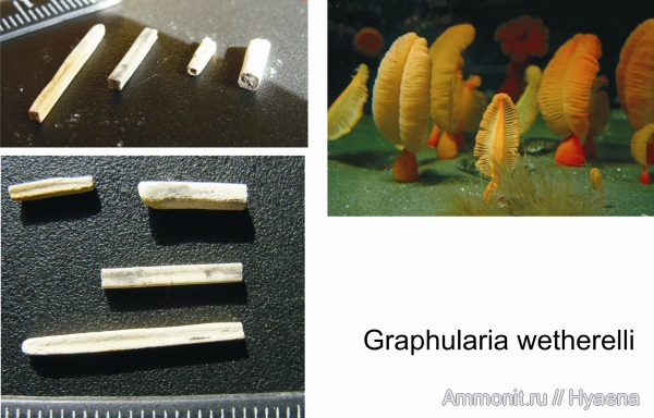 эоцен, Зауралье, Западно-сибирское море, Octocorallia, Graphularia wetherelli, Pennatulidae