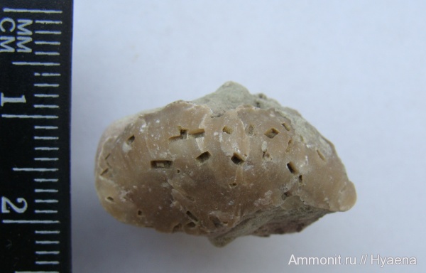 Leptestia humboldti, Leptestia