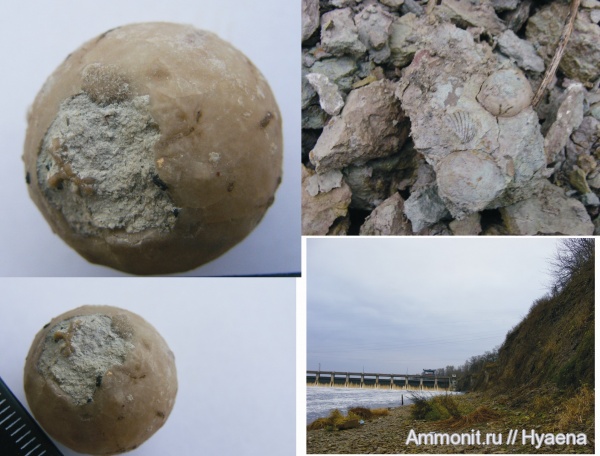 р. Волхов, Echinosphaerites, Orthis, Echnospaerites aurantium