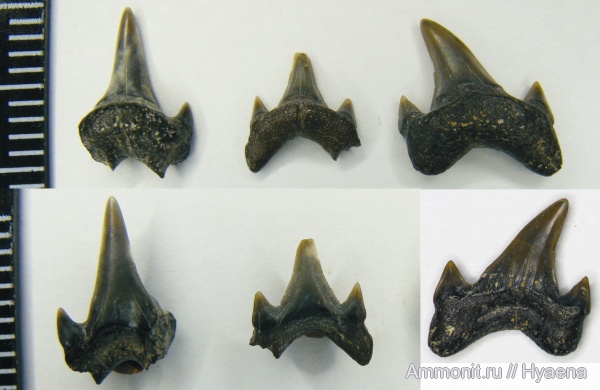 зубы, акулы, апт, Protolamna sokolovi, Protolamna sp, Aptian, teeth, sharks
