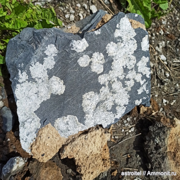 что за цветочки?