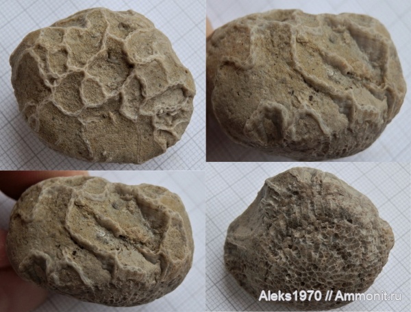 палеозой, Латвия, Silurian, цепочечные кораллы, Рижский Залив