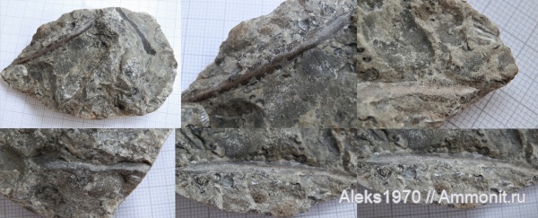 силур, мшанки, Латвия, Ptilodictya lanceolata, Рижский Залив