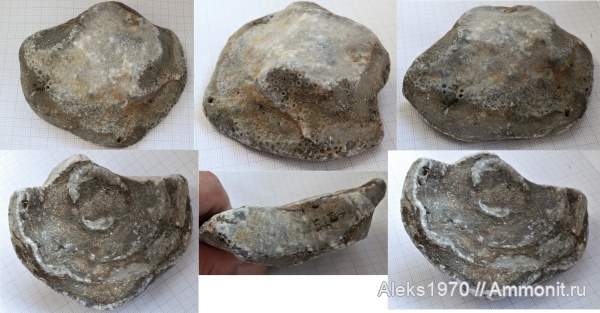 силур, Эстония, Балтийское море, Сааремаа, Клиф Панга