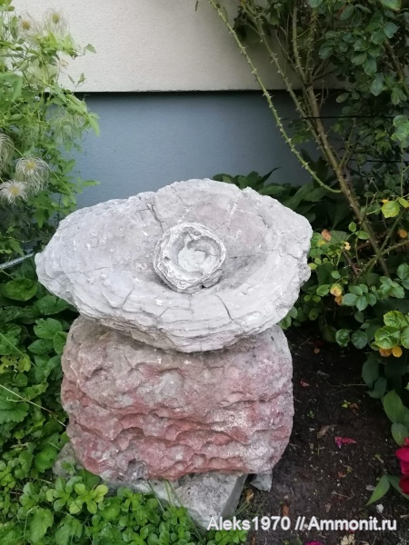 силур, Эстония, Балтийское море, Сааремаа