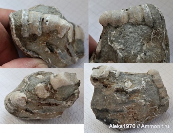 силур, Эстония, Балтийское море, Сааремаа, утёс Тагаранна