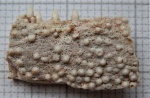 Фрагмент челюсти девонской рыбы.