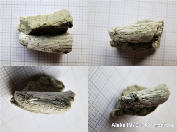 девон, рыбы, Латвия, Glyptolepis, Гауя, Laccognathus, Panderichthys rhombolepis