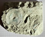 Плитка Девонского песчанника с зубами и чешуёй.