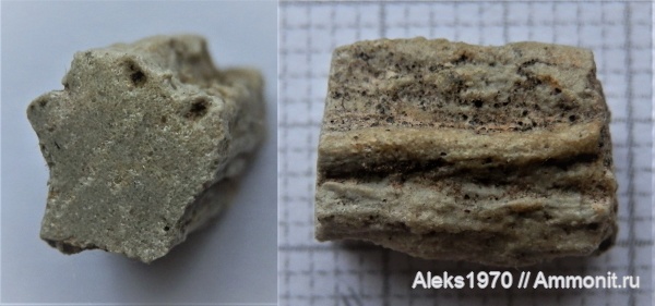 девон, грибы, Латвия, Prototaxites, Гауя