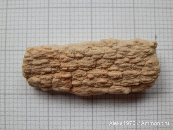 девон, Латвия, Флора, Гауя, Прототакси́ты, Бале-Берзини