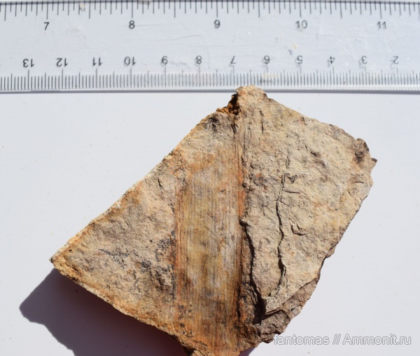 пермский период, хвощевидные, хвощи, Permian