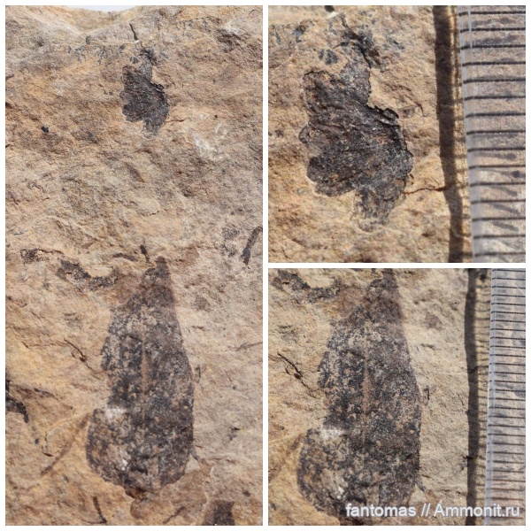 пермский период, Permian