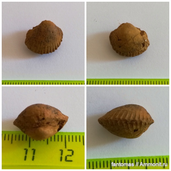 двустворки, двустворчатые моллюски