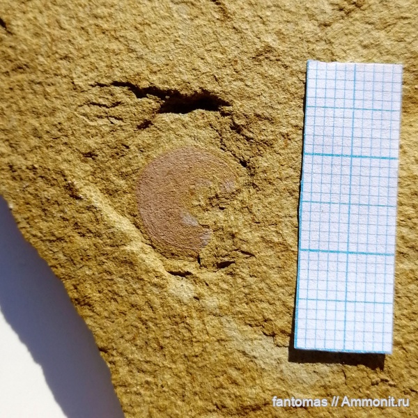 брахиоподы, пермь, Orbiculoidea, Orbiculoidea konincki