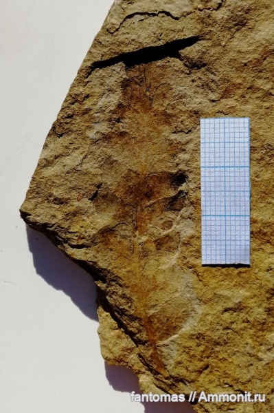 пермь, папоротники, Pecopteris