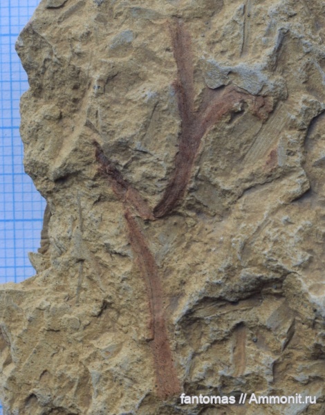 пермь, гинкгофиты