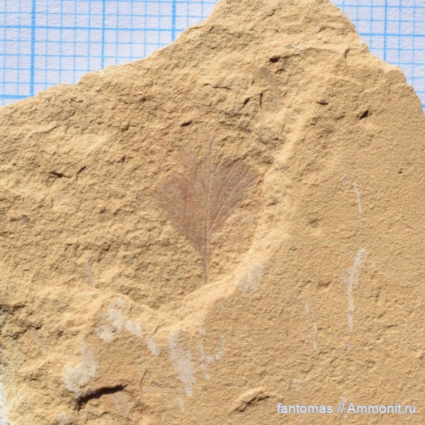 пермь, листья