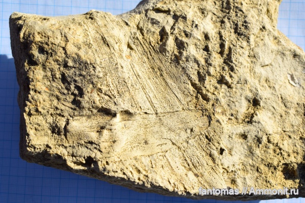 пермь, Rufloria