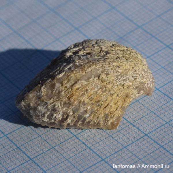 пермь, деформация, иглы брахиопод, Aulosteges fragilis